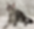 Thumbnail: Rex