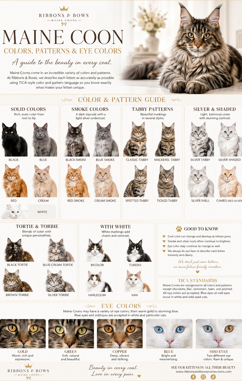pictures of Maine Coon with different coat patterns and colors on a guide chart