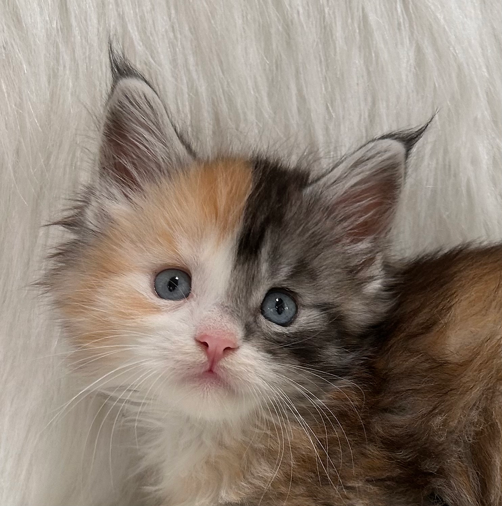 Thumbnail: Shelby  Torbie with White Female Maine Coon Kitten 