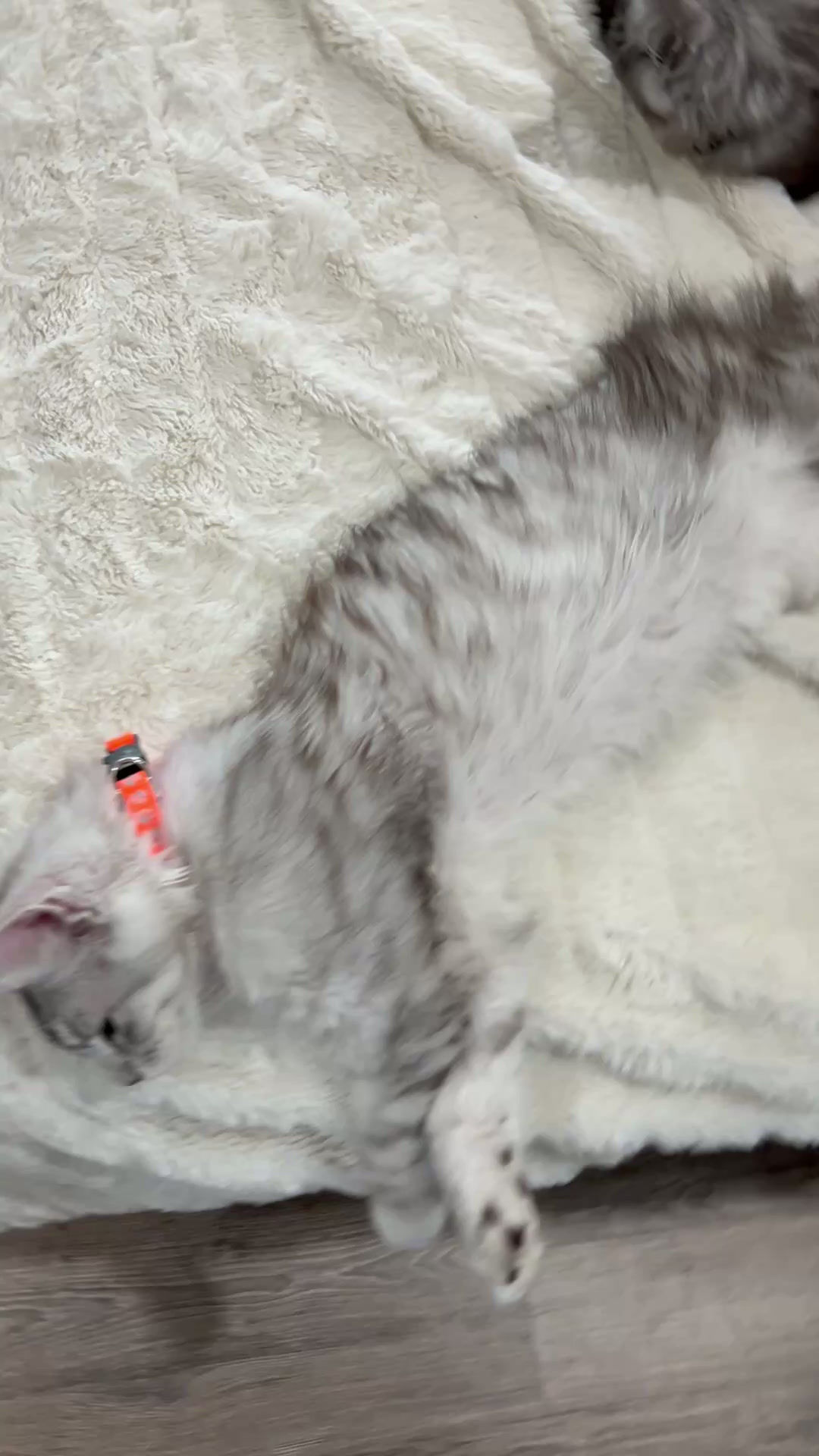 Tank - Male Maine Coon • Black Silver Mackerel Tabby with White 