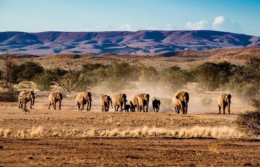Etosha-Elephants.webp