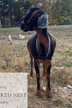 Storybook's Primrose (F6)