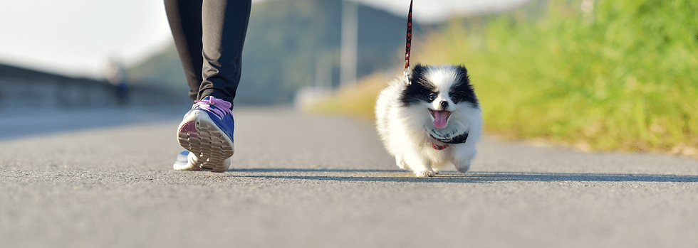 A woman walking a small pomeranian puppy