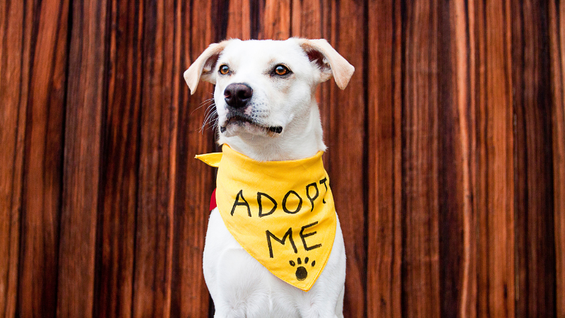 White rescue dog wearing yellow bandanna that reads adopt me