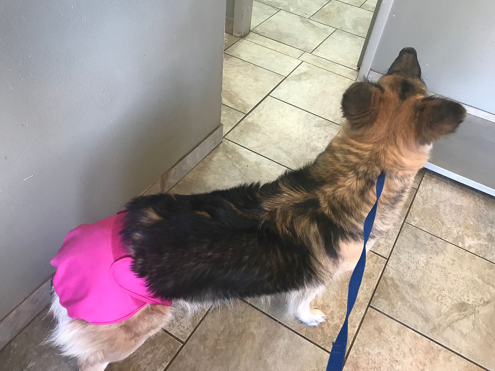 Nova in her pink panties waiting for her blood draw.