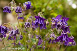 Confidences maitre jardinier (11)