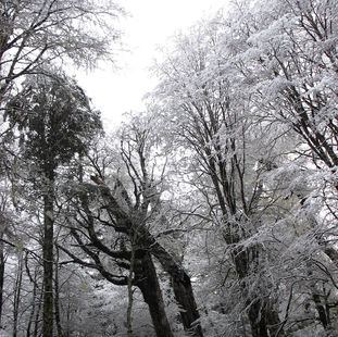 INVIERNO I