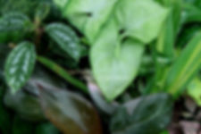 Designers Choice Dishgarden