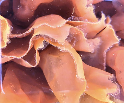 nori porphyra boréalgue_edited_edited.jpg