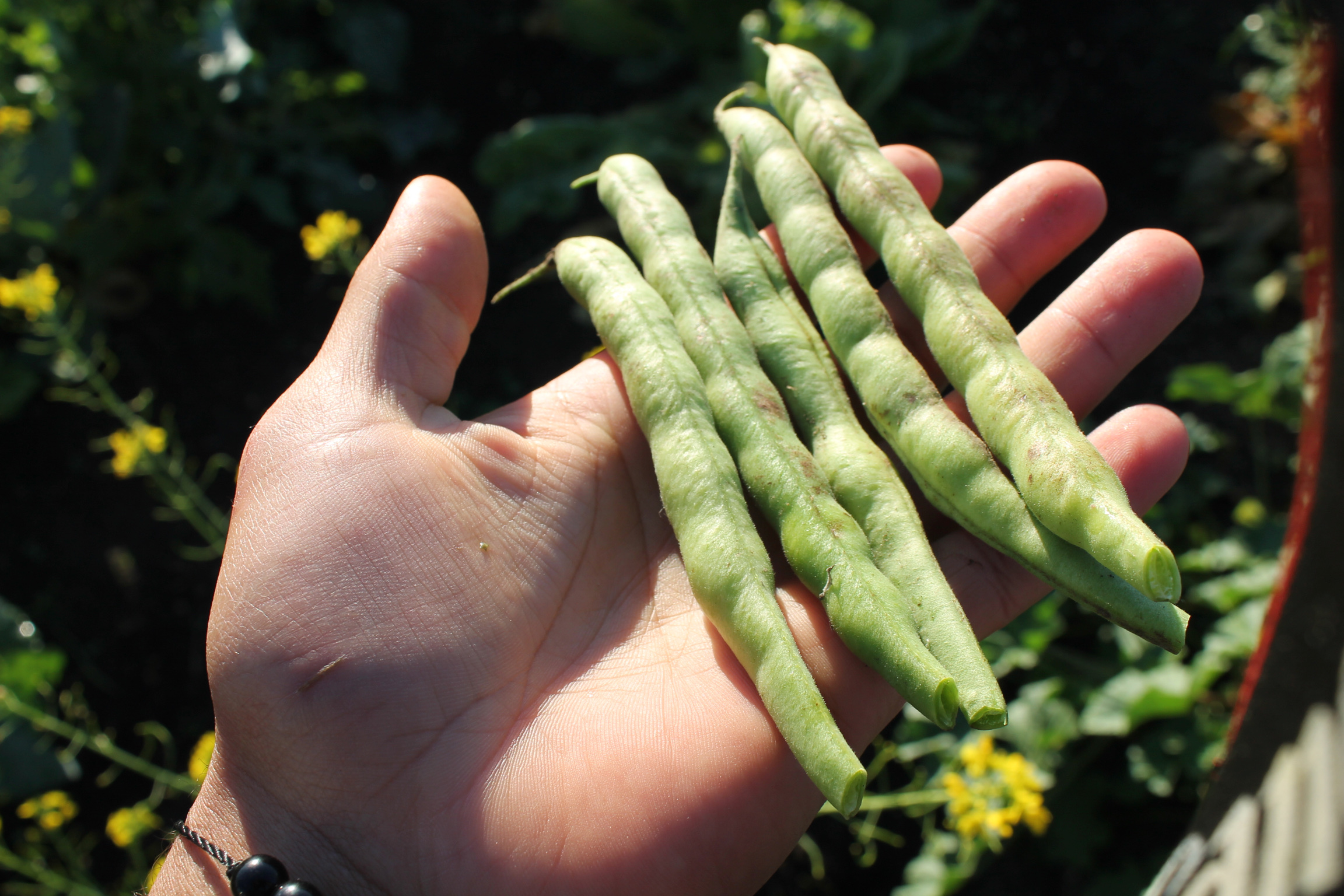 African Indigenous Agroecology Farming Bay Area Black Earth Farms