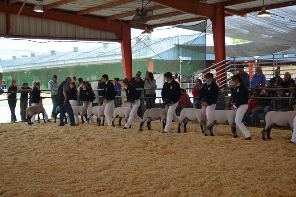 Showmanship
