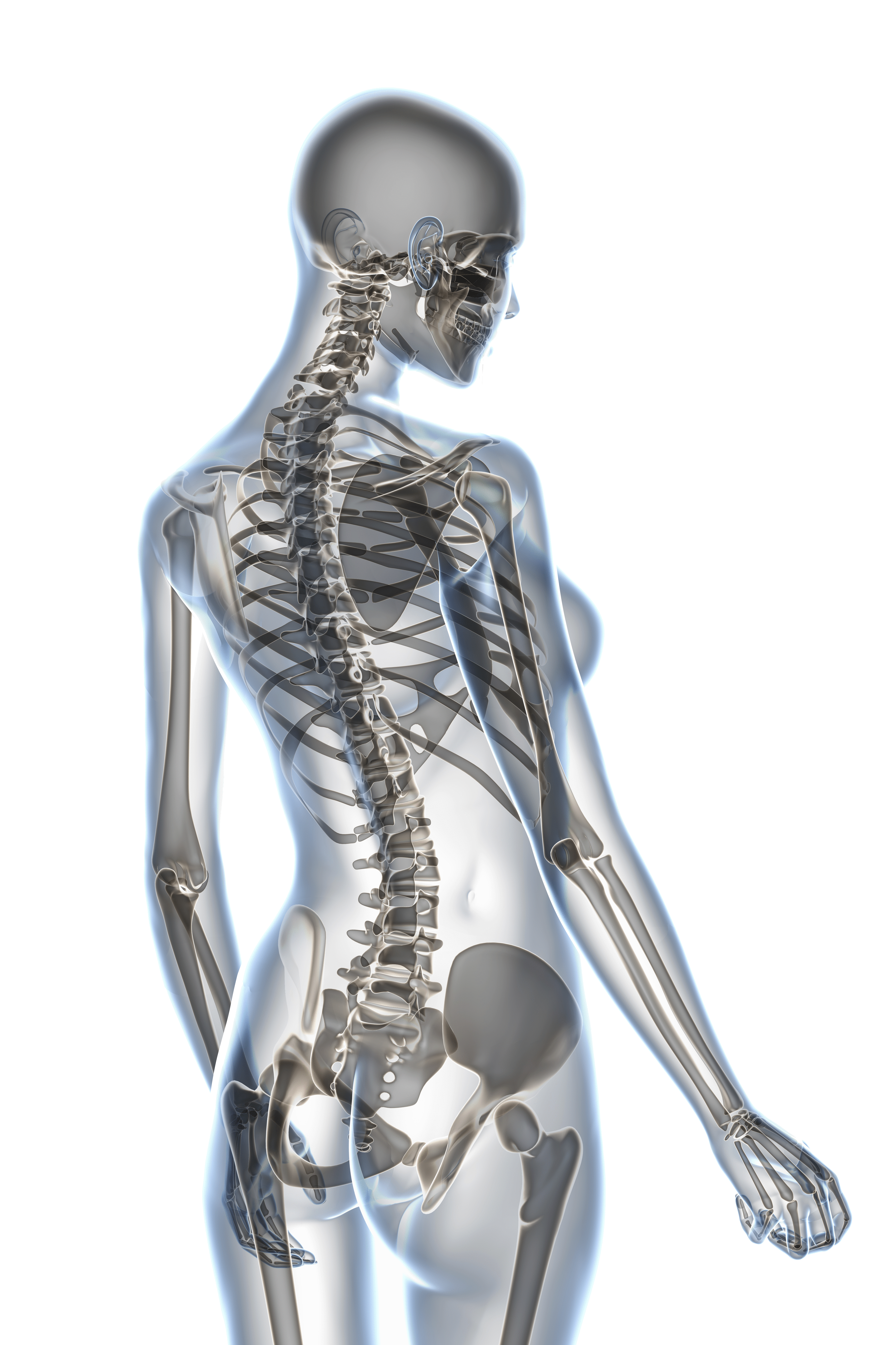 Wickham Market's Cruise Chiropractic Spine and Skeleton