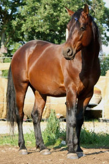 JACKPOT
Cavallo Quarab del Wild Souls Farm adatto a trekking e monta americana
