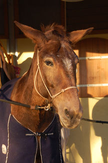 TITANO
Mulo Appaloosa del Wild Souls Farm per trekking e monta americana