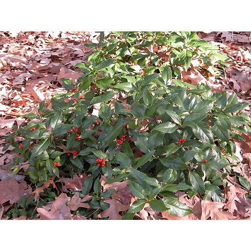 Sarcandra glabra.jpg