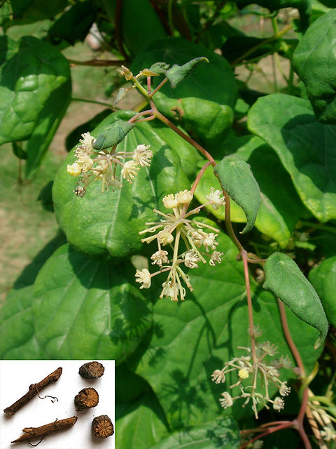 Menispermum dauricum.jpg