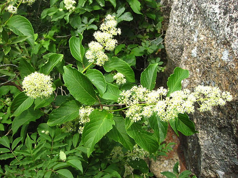 Tripterygium wilfordii Hooker.jpg
