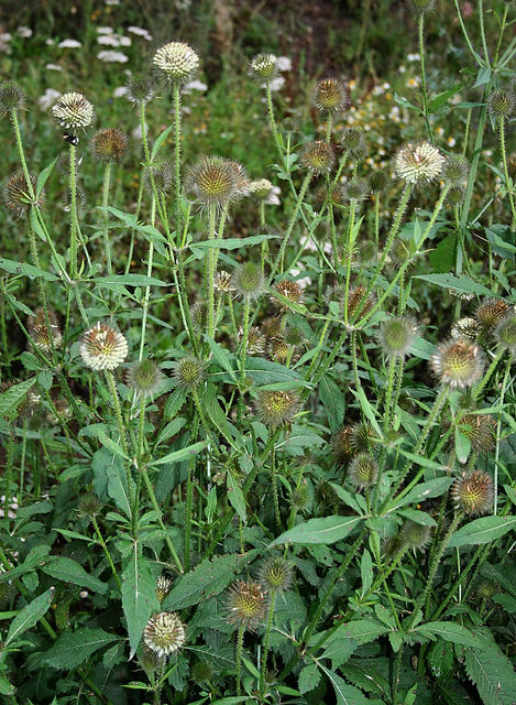 Dipsacus.jpg