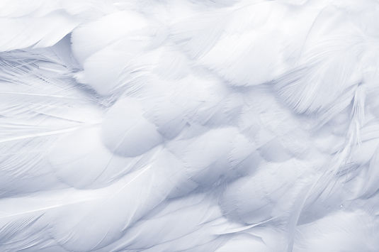 iStock-157382786.jpg
