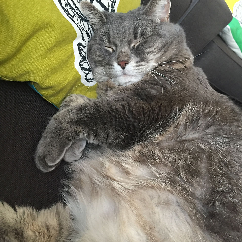 A tabby cat sleeps on a green pillow with a chicken on it.
