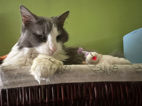 The Tale of Tuna
