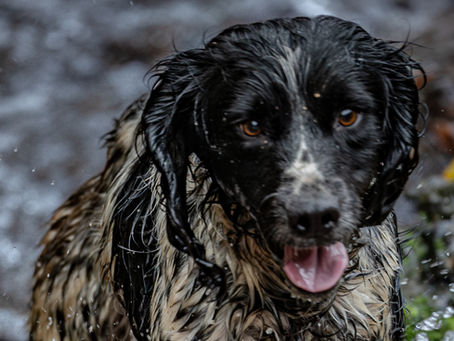 Gundogs in Action: How Skilled Retrievers Enhance UK Shooting Experiences