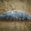Thumbnail: Flint Sickle Blade
