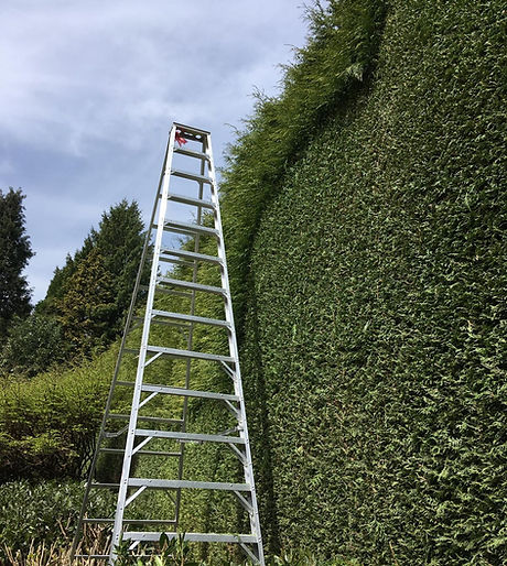 tree service vancouver bc