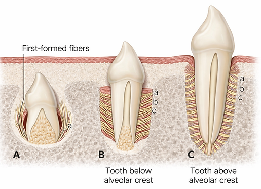Dorado Dental Wellness PDL Fiber Formation