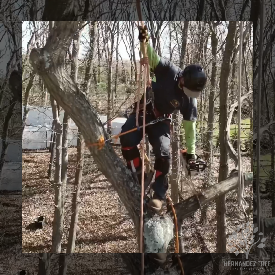 Tree trimming Long Island