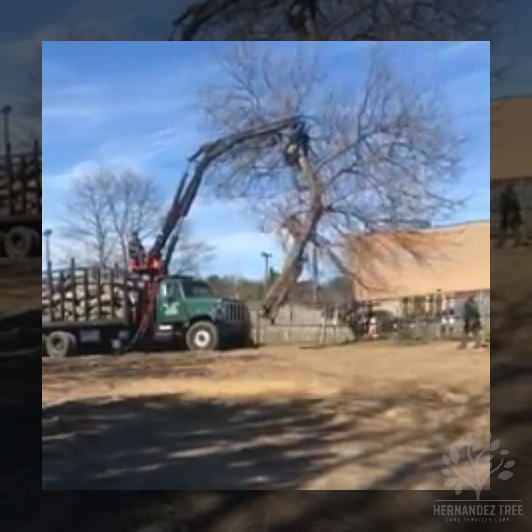 Tree removal Long Island