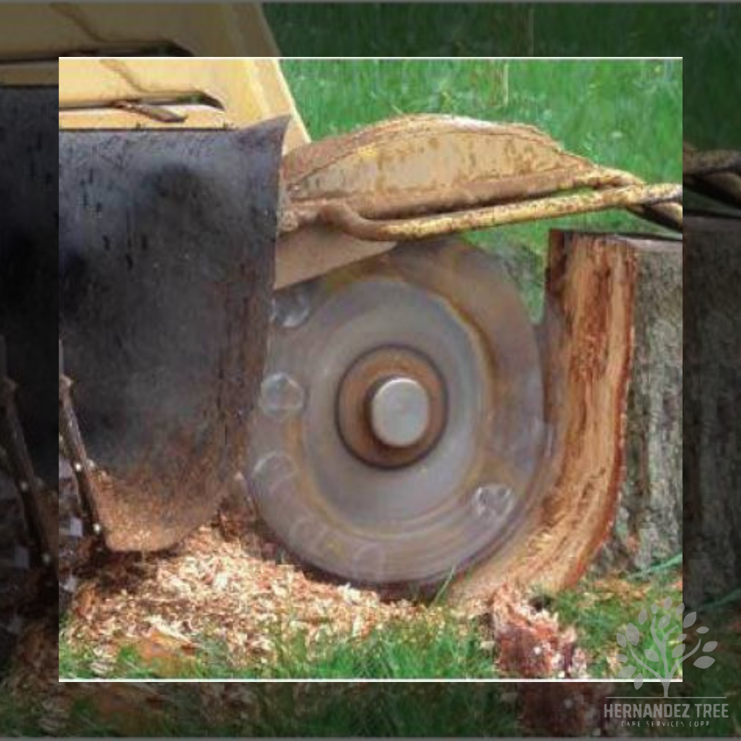 Stump grinding Long Island