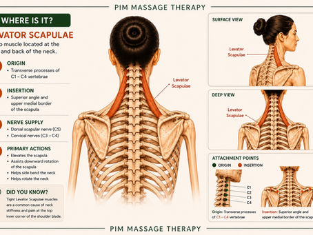 Levator Scapulae – The Hidden Muscle Behind Neck and Shoulder Tension