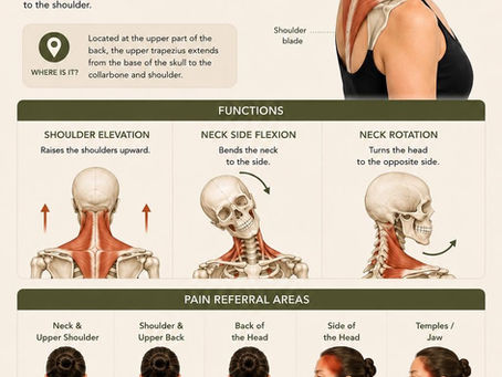 What Is the Upper Trapezius and Why Is It Important?