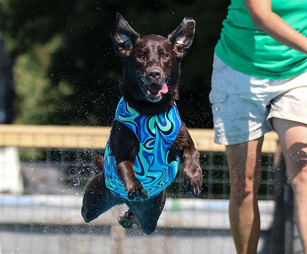 labrador retrieve dock diving
