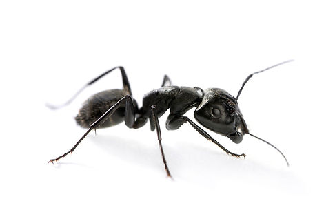 ants_SHRUMS.jpg