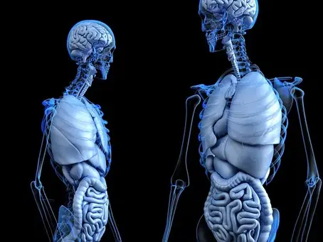 ANATOMÍA A UN CLIC