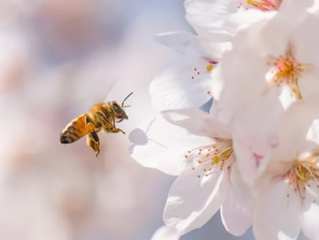 La importancia de las Abejas