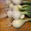 Thumbnail: Medium Produce Basket