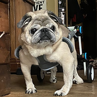 Pixie Pie in her wheelchair