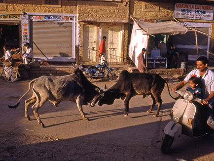 On The Street: Jaisalmer, Rajasthan, India