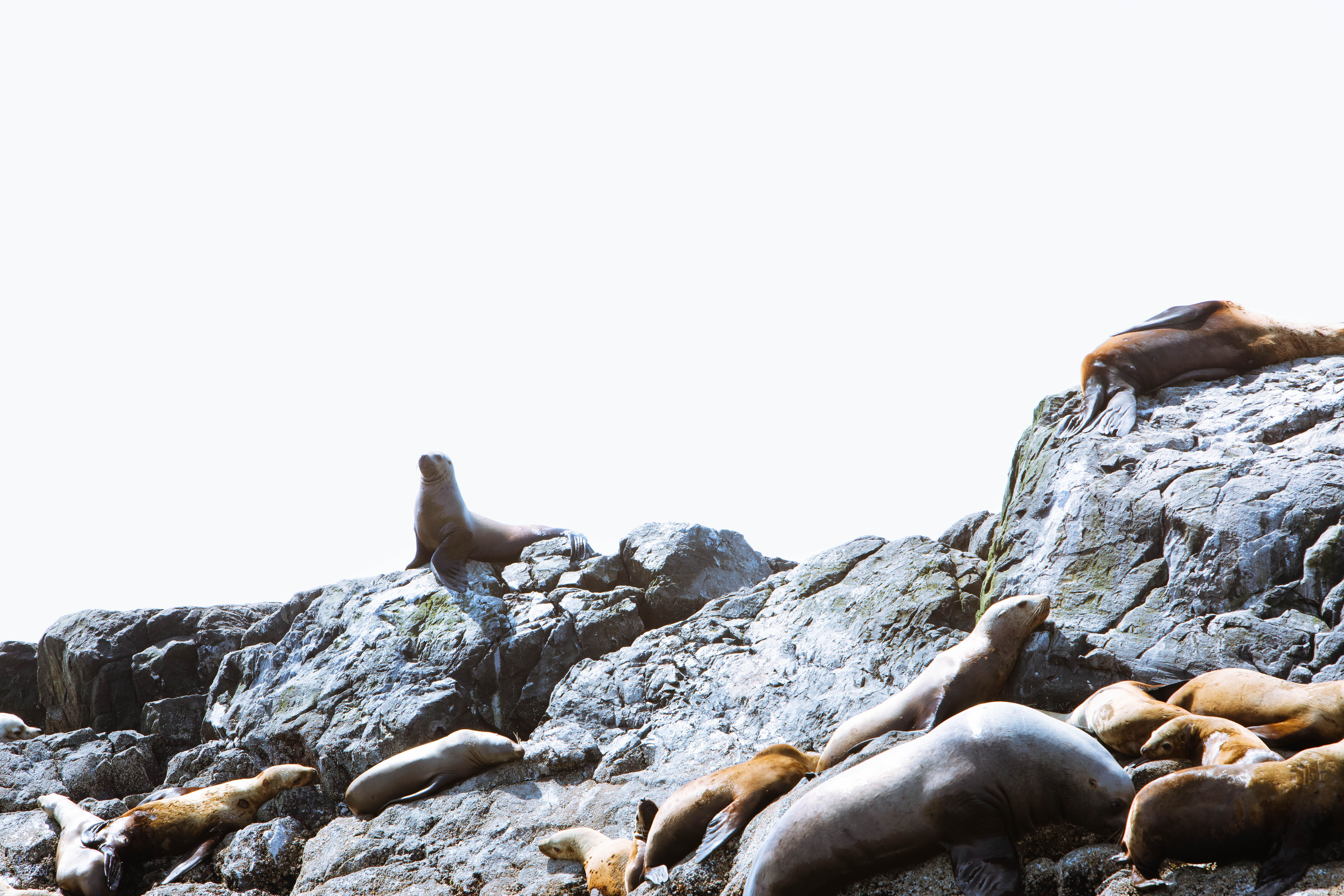 Sea Lions - Print