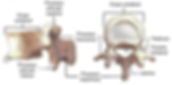 vertebras anatomia