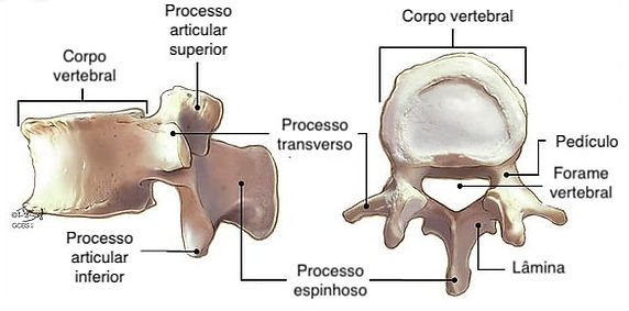 vertebras anatomia