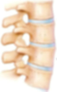 Anatomia da coluna e vértebra e discos intervertebrais