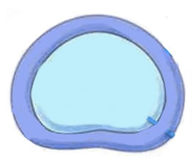 Disco intervertebral com anulo fibroso e nucleo pulposo