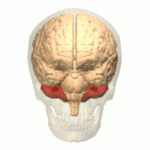 animaçao de cranio e cérebro