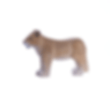 Thumbnail: LIONESS