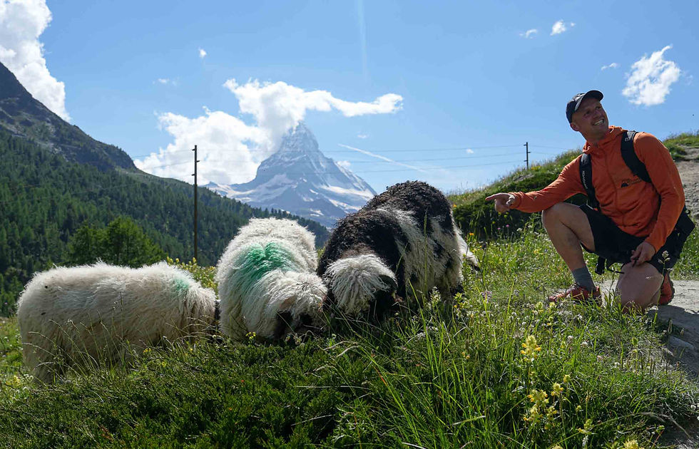 A guide in an orange jacket crouching beside Valais Blacknose sheep grazing on an alpine meadow with the Matterhorn directly behind on a summer day