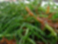 macroalga kappaphycus alvarezi.jpg